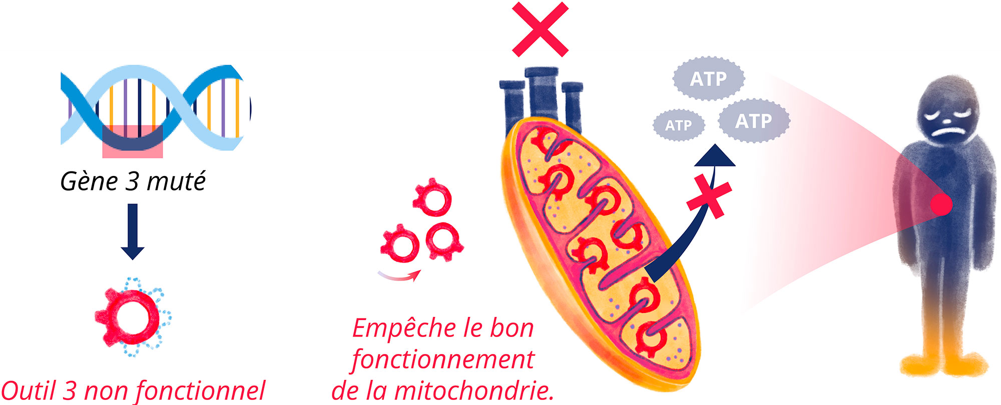 Originie de la maladie suite